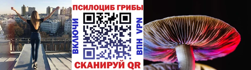 нарко площадка телеграм  Жирновск  Галлюциногенные грибы Psilocybine cubensis 